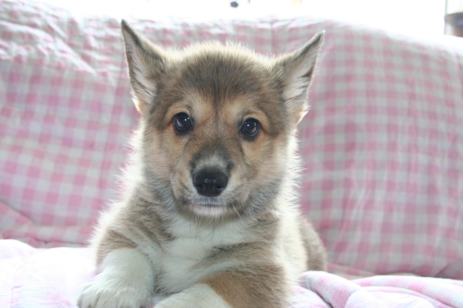 Puppies